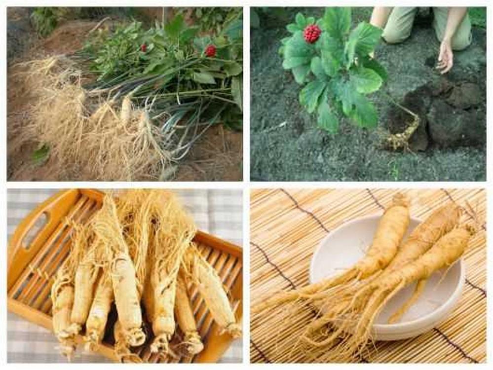 5 Gói Hạt giống Nhân sâm Hàn quốc ~50 hạt (tặng gói kích nẩy mầm và hướng dẫn)