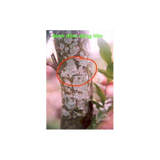 Bộ 5 gói Trừ bệnh mai vàng COC 85WP 20gram