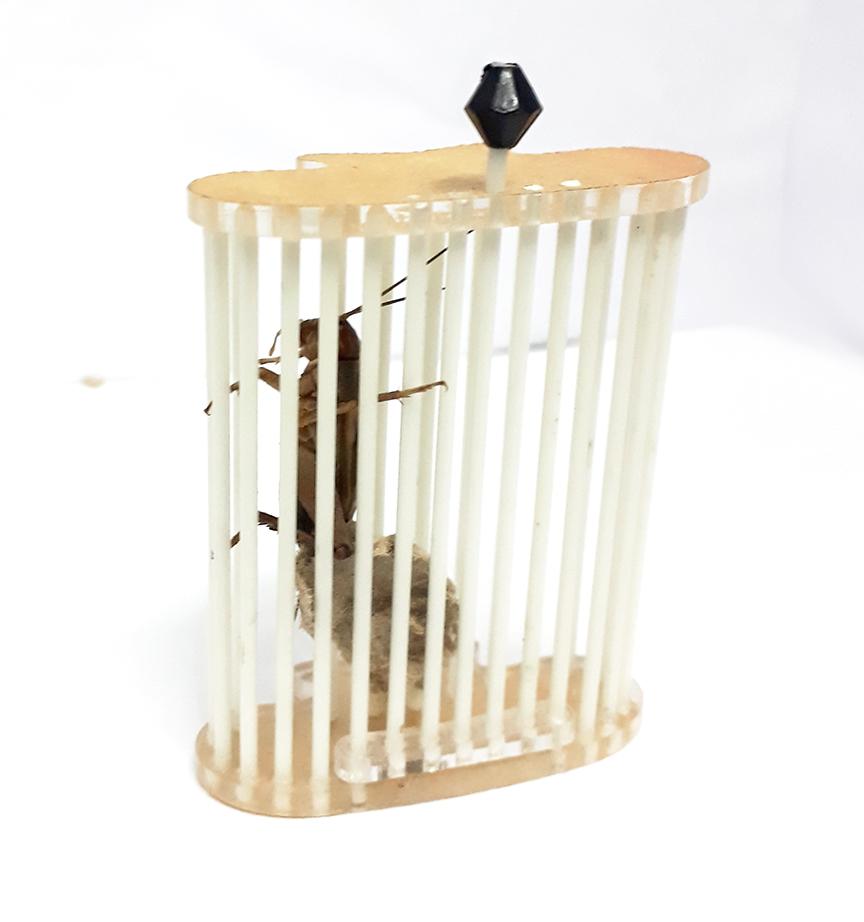 Cóng nhốt dế cho Chim Khuyên rỉa dế