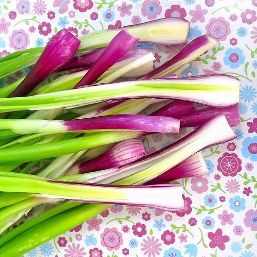 [HCM]Hạt giống hành lá Gốc Tím VIOLET-01 - KLT 2g .
