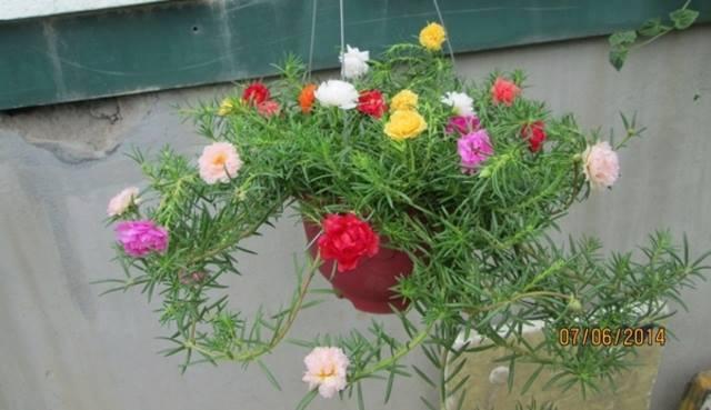 [HCM]hạt giống hoa mười giờ mỹ f1