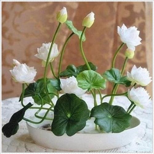 Hạt Giống Sen Bát Loại Dễ Trồng. Túi 5 Hạt