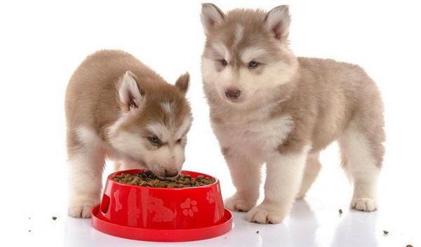 Thức ăn cho chó - Classic Pets Chó Nhỏ Vị Sữa 400g