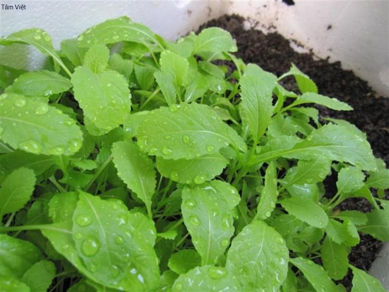 Hạt giống cải mơ lùn Hà Nội - 20gr