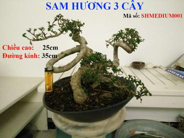 SAM HƯƠNG BONSAI LOẠI VỪA ĐỂ BÀN