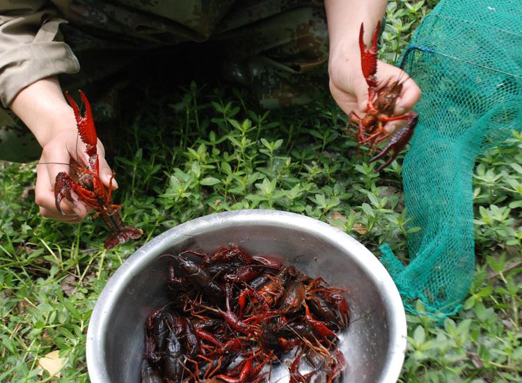 Mồi Tôm Cua Lươn Siêu Nhạy
