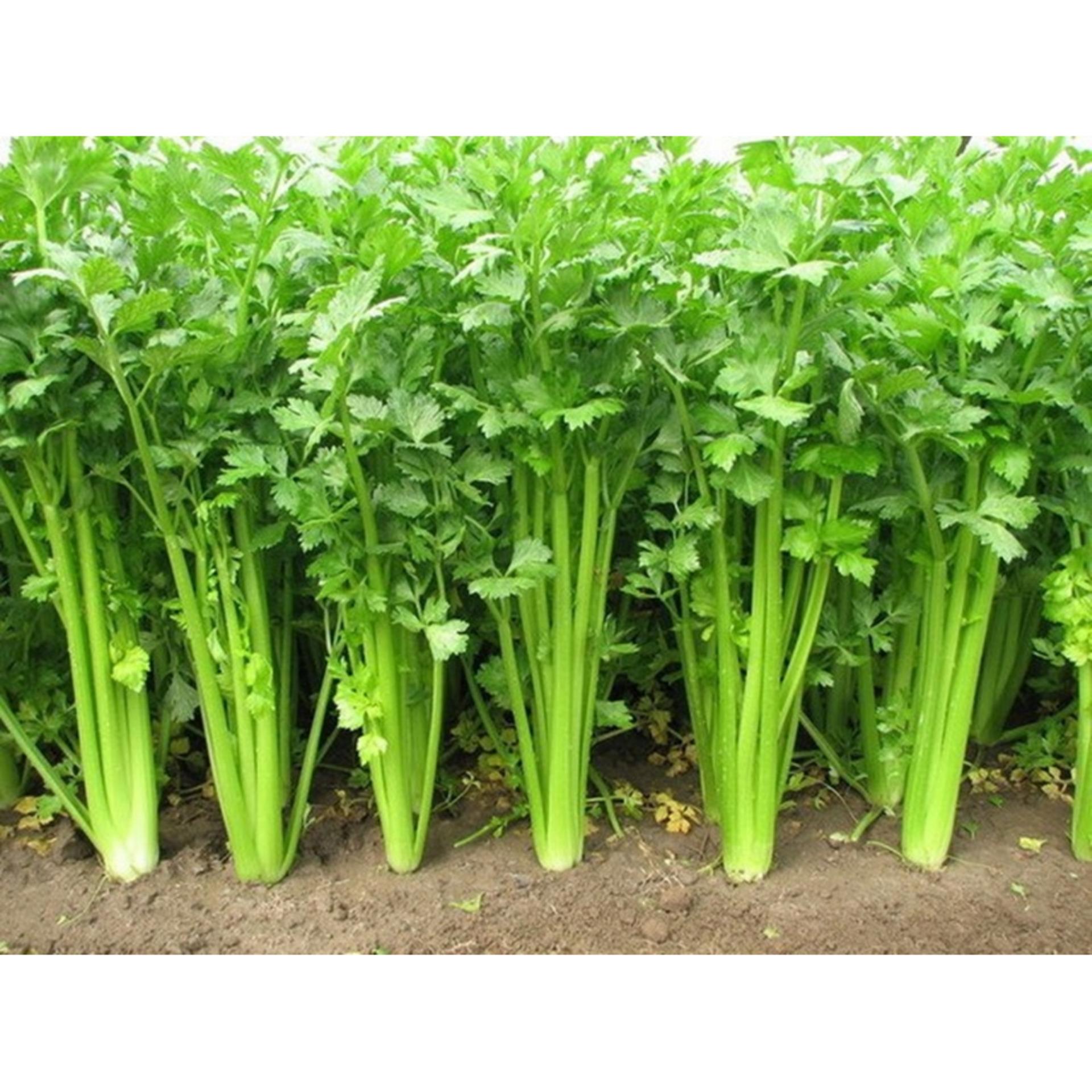 Hạt giống rau Cần tây
