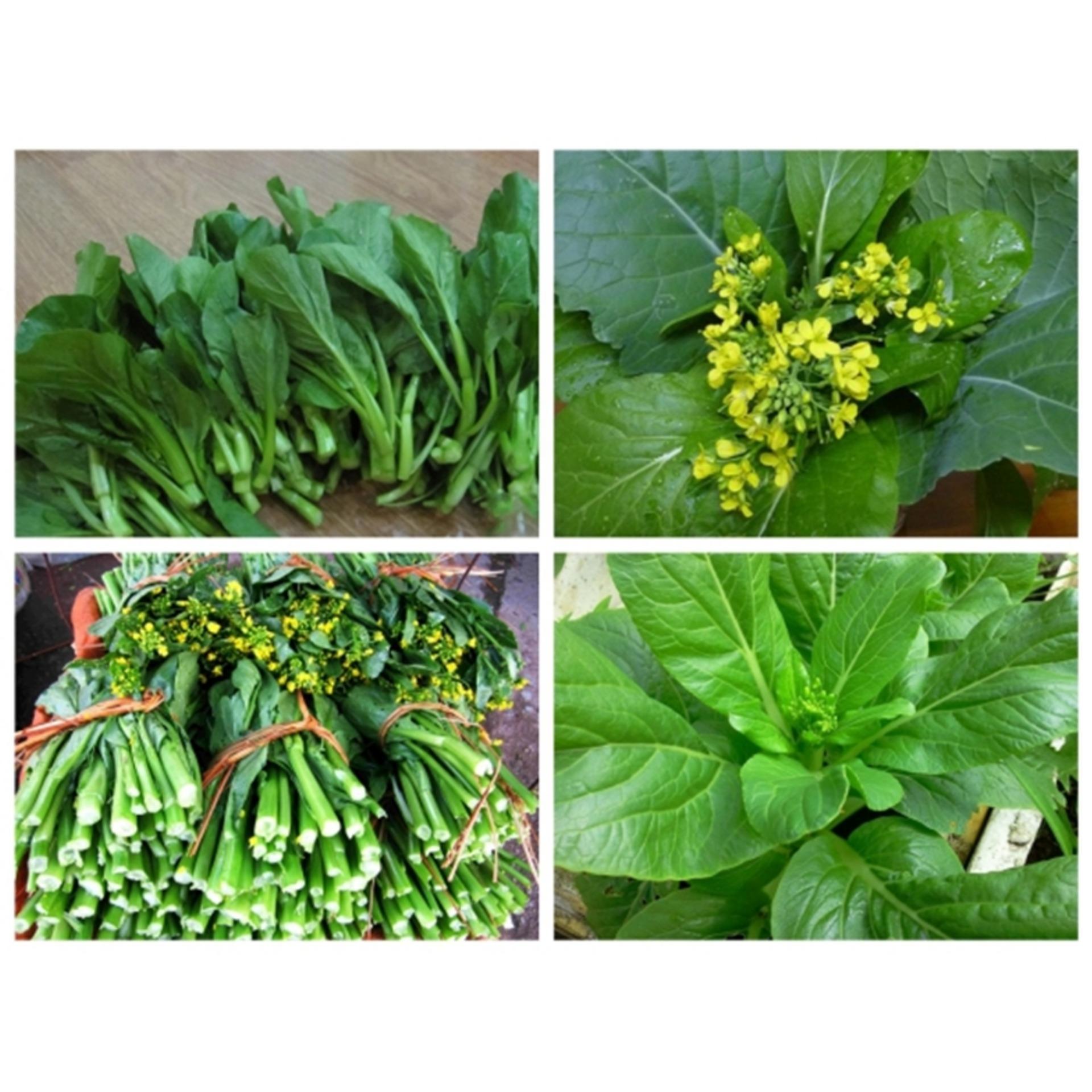 Hạt giống RAU CẢI NGỒNG