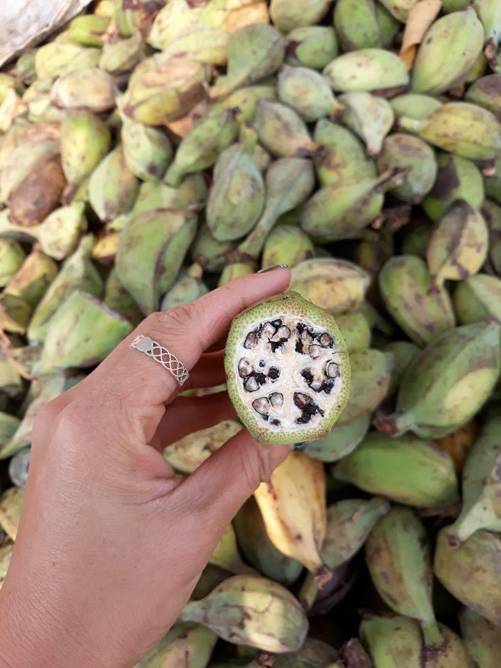Chuối hột rừng thái lát sấy khô 1kg