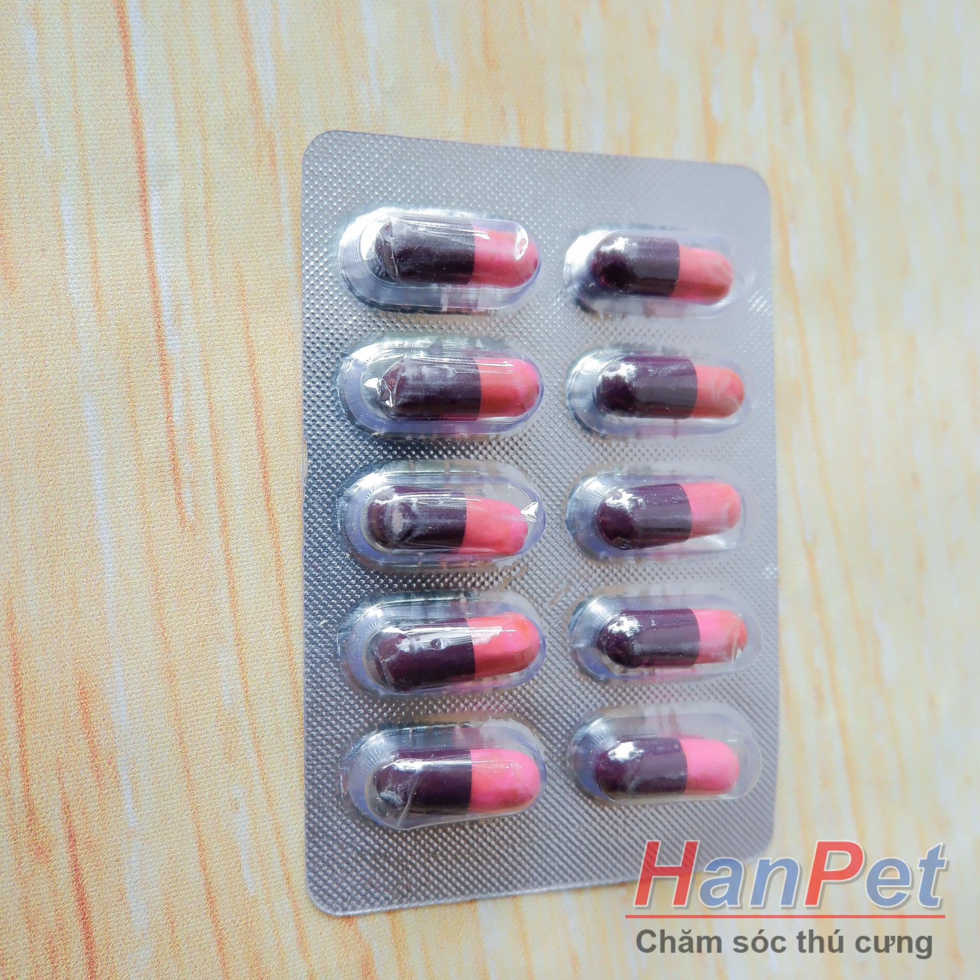 Hanpet - (Thu ốc GÀ CHỌI) (Combo 1 hộp 12 vỉ, mỗi vỉ 10 viên) kích thích mọc lông gà, ra lông gà chọi, cứng lông gà