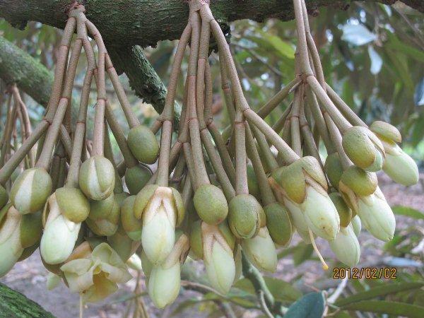 THIOUREA 99 THIRABONG (Thioirea 99%=sure 99) Đánh thức mầm ngủ (phá hủy miên trạng) của chồi ngủ (mầm chồi, lá, hoa) giúp cây ra tược đồng loạt, ra hoa trái vụ