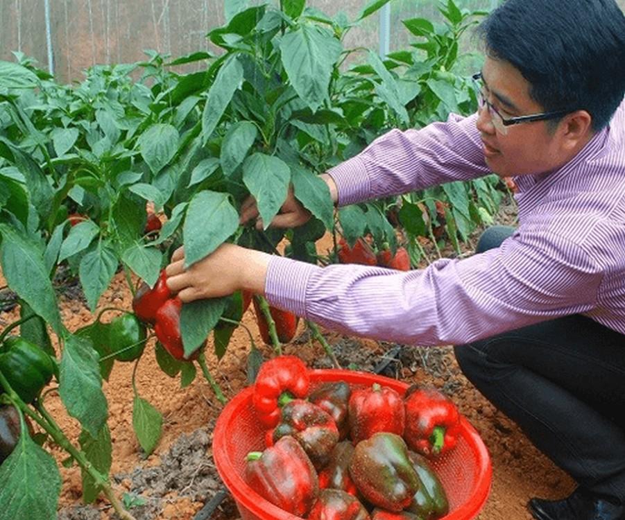 Gói 10 Hạt giống Ớt chuông mix (tặng gói kích nẩy mầm và hướng dẫn)