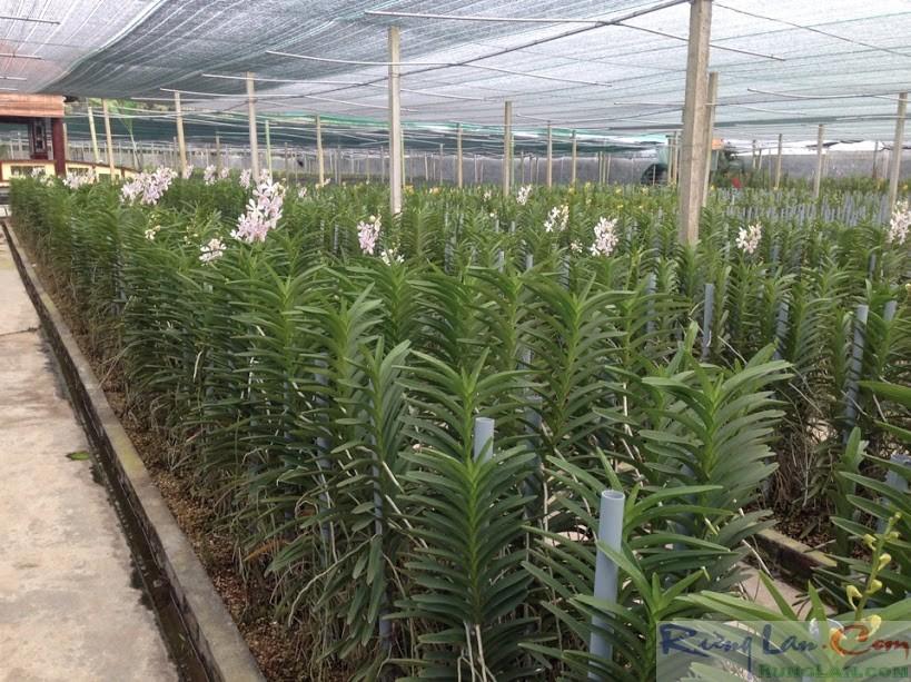 Rêu rừng trồng lan