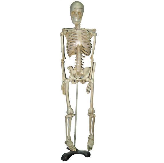 [HCM]Mô hình bộ xương người 85cm
