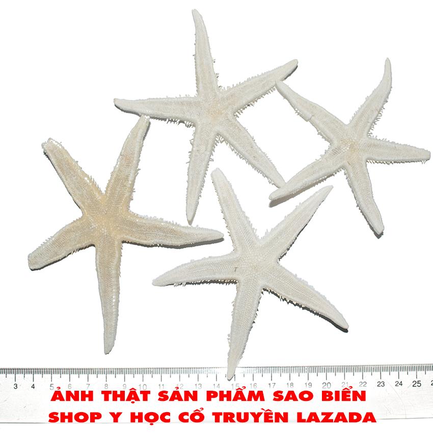 Sao Biển 500 Gam - Bổ thận tráng dương