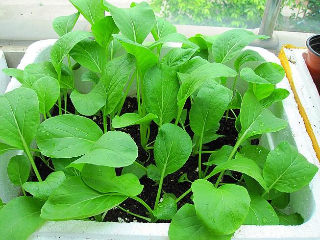 Hạt Giống Rau Cải Ngọt Dễ Trồng Năng Suất Cao Gói 20 Gam