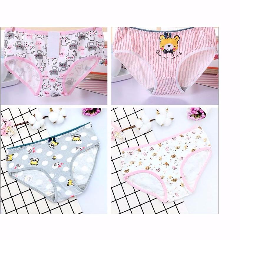 combo 3 quần chíp cotton hình gấu cute ql6 bhl1535
