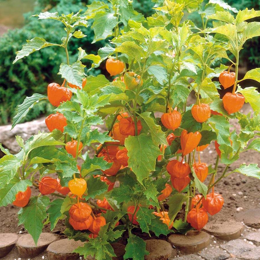 Hạt Giống Tầm Bóp - Thù Lù Nam Mỹ