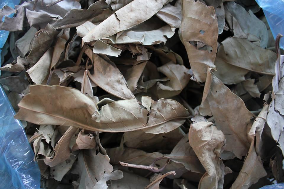 Lá Vối khô