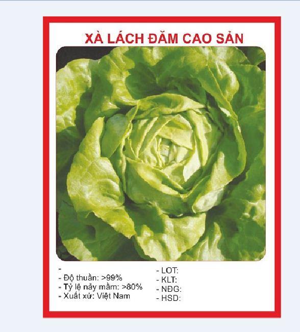 Combo 4 gói hạt giống xà lách ( xà lách xoăn tím- xoăn xanh - xà lách đăm - xà lách chịu nhiệt)