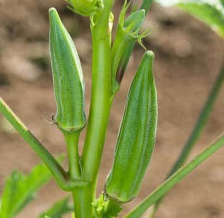 Gói 20g Hạt giống Đậu bắp Cao sản (tặng gói kích nẩy mầm và hướng dẫn)