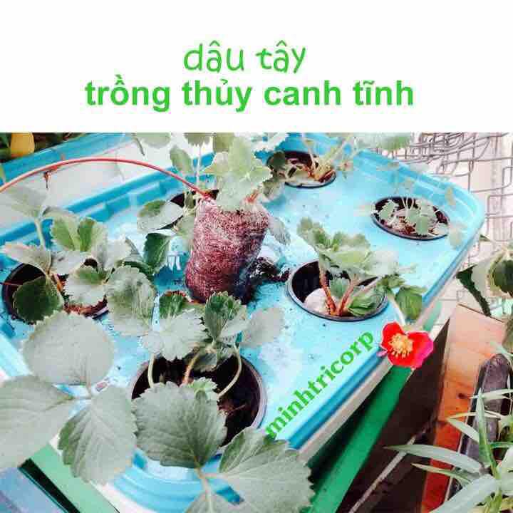 Combo Bộ 10 Thùng Trồng Rau Ăn Lá