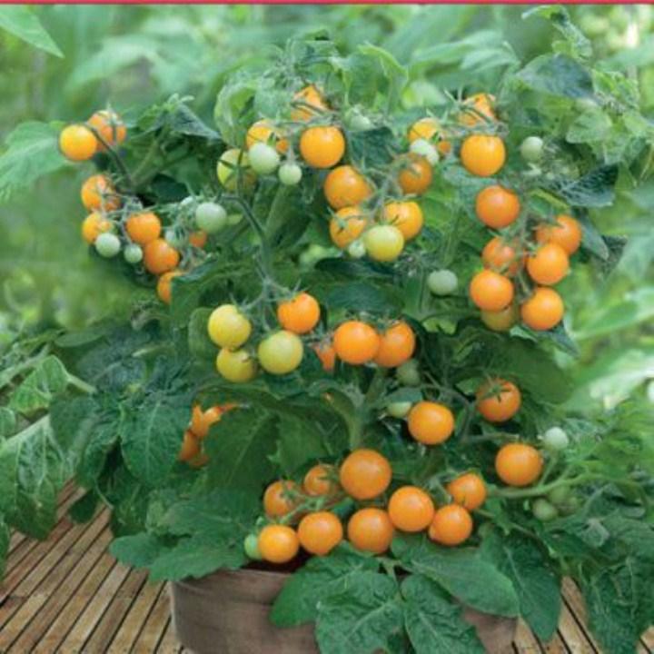 HG40- Hạt giống cà chua bi lùn vàng