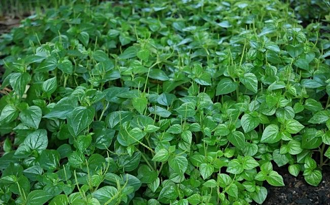 Hạt giống Rau Càng cua (0.5g)