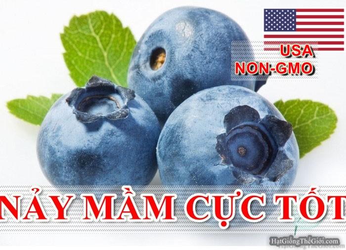 30h Hạt Giống Quả Việt Quất BlueBerry (B3.304| A4*X54*M187)