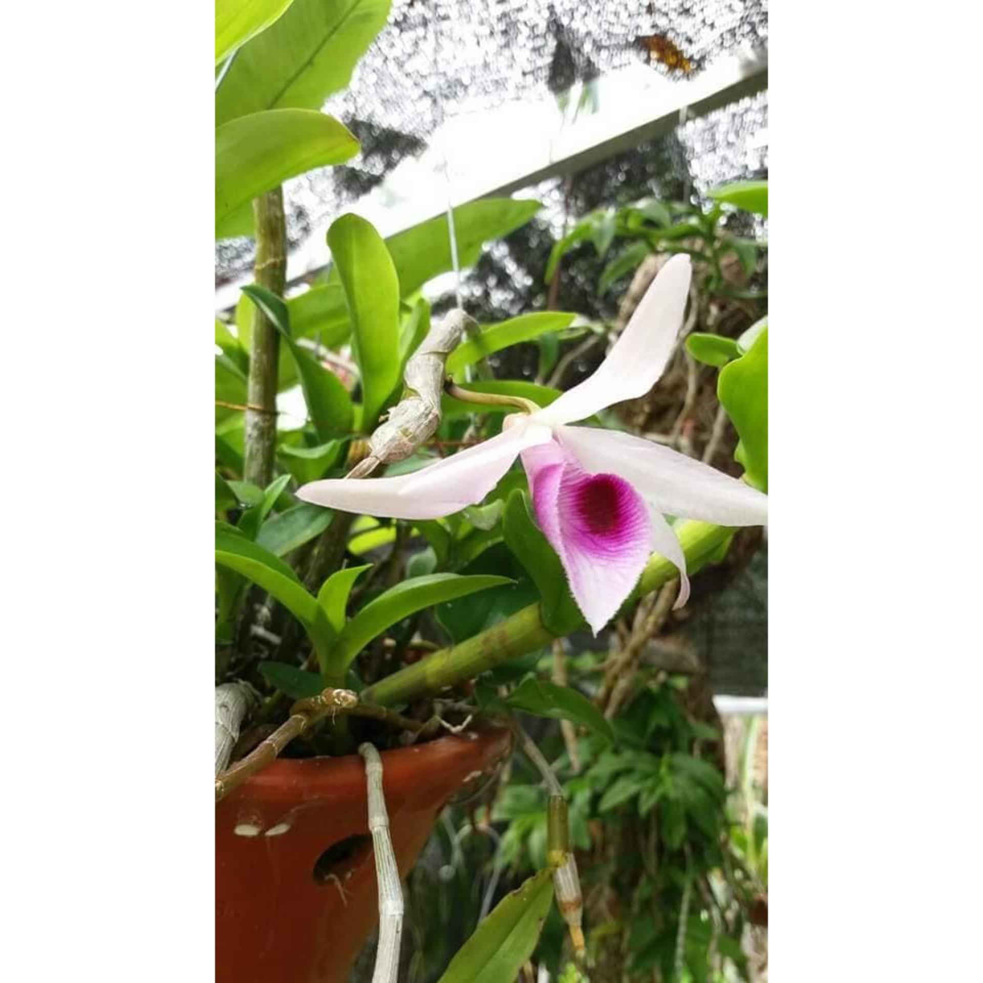 Lan Dã Hạc Di linh Giống