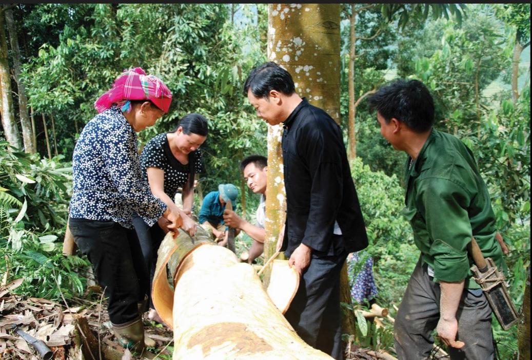 Vỏ quế 1kg khô