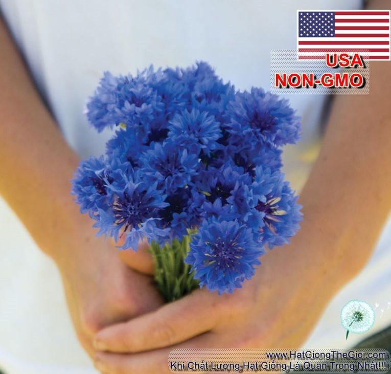 50h Hạt Giống Hoa Trúc Mai Xanh Blue 70cm (C2.101| -KD: B14*V14*M193)