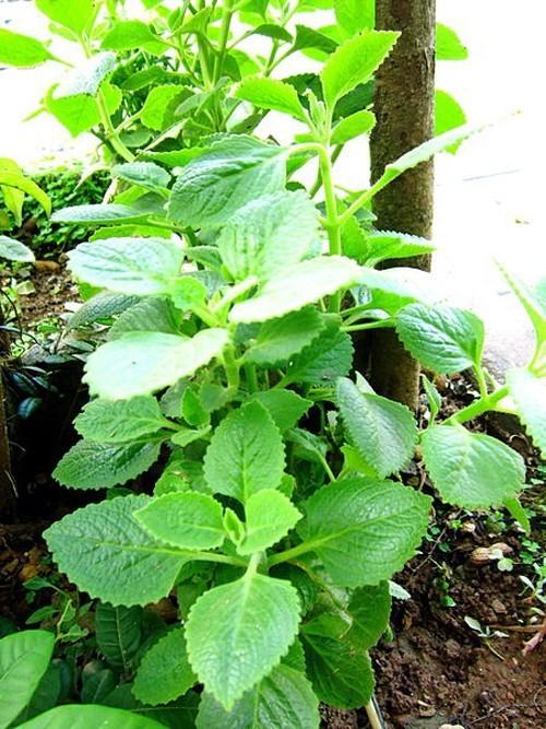 Cây húng chanh - tần dầy lá