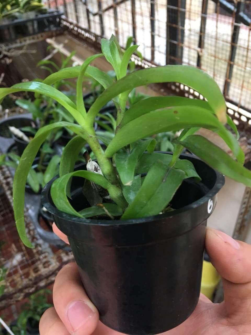 TRẦM ĐỘT BIẾN 6 MẮT
