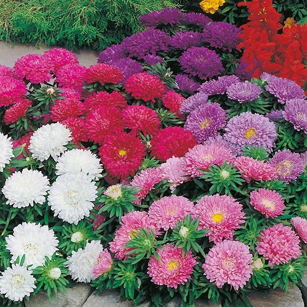 [HCM]Hạt Giống Hoa Hà Lan -Cúc Đà Lạt nhiều màu RD852