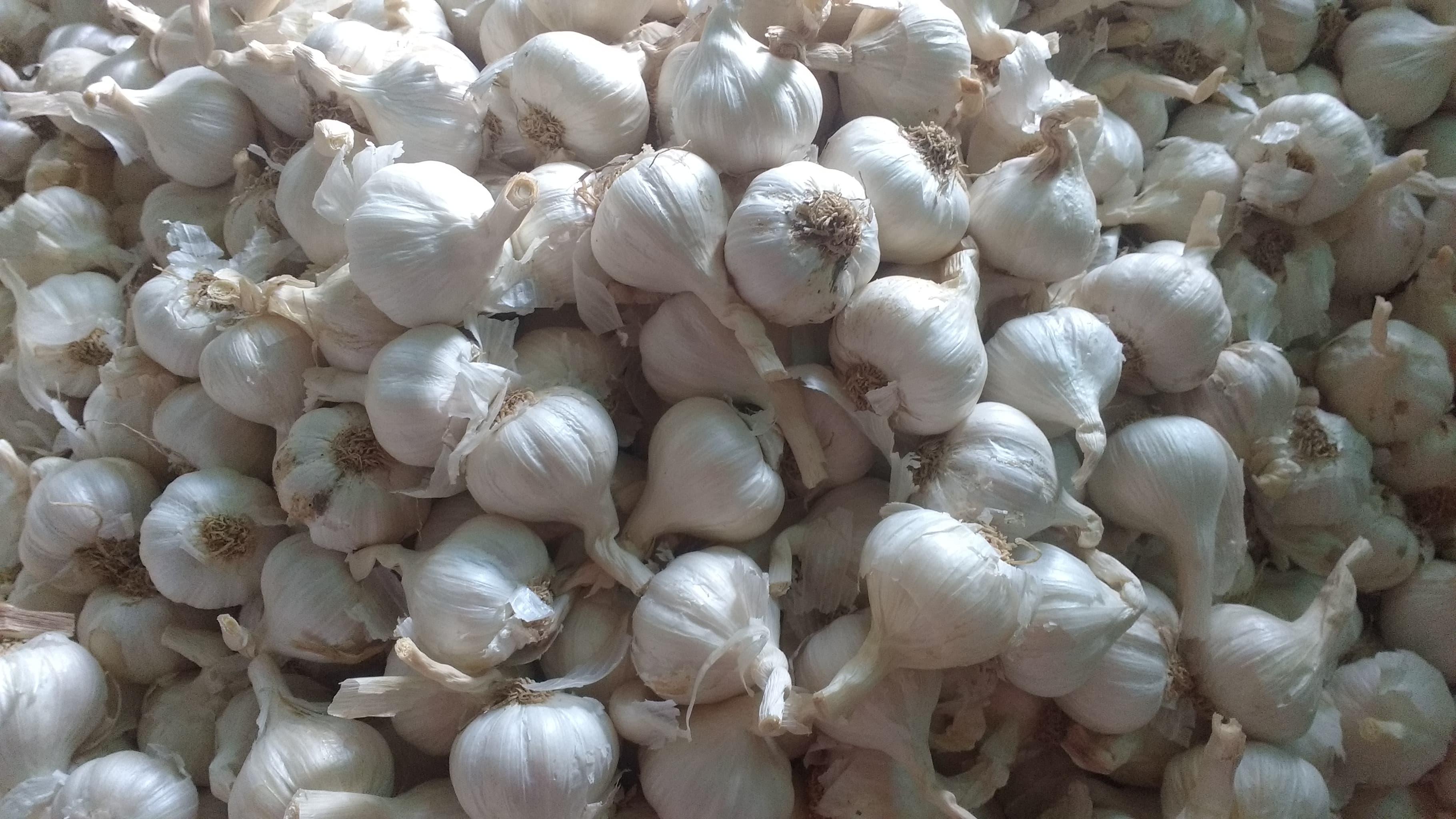 Tỏi Lý Sơn Nhiều Tép