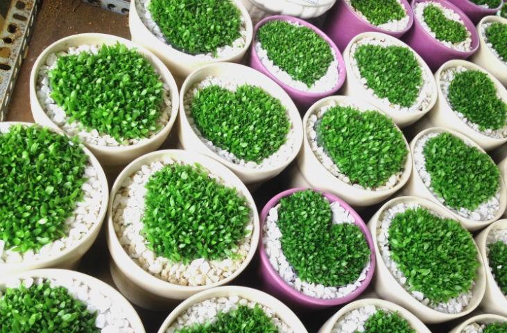 Hạt giống Cỏ may mắn (gói 100 hạt)