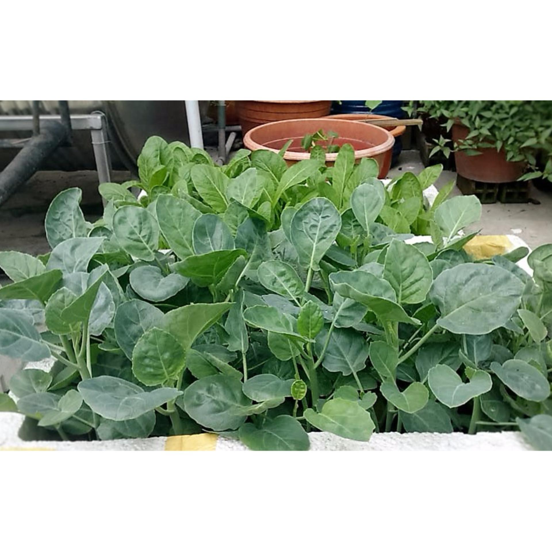 [HCM]Hạt giống Cải Rổ  PN  - 10g
