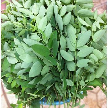 Hạt giống Rau Bồ Ngót (1g)