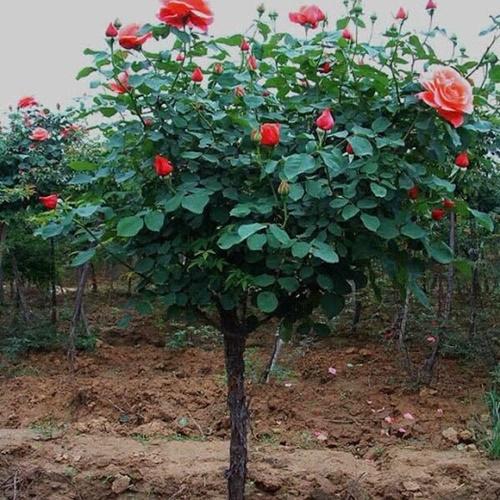 Hạt Giống Hoa Hồng Thân Gỗ Loại Tốt. Túi 20 Hạt Giá Khuyến Mại