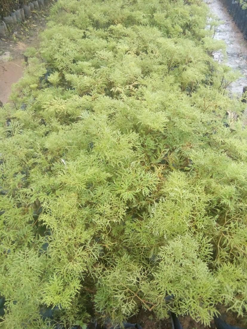 Cây đinh lăng - loại lá nhuyễn