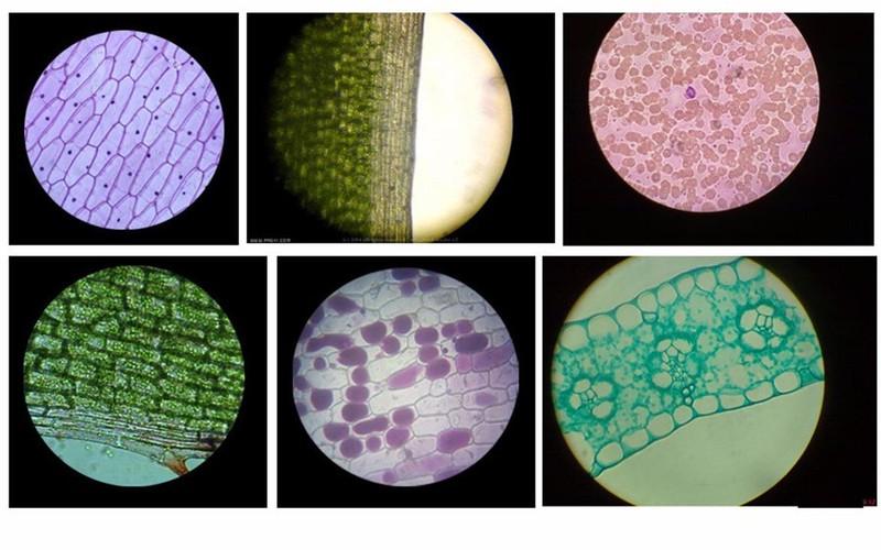 BỘ KÍNH HIỂN VI TRẺ EM MICROSCOPE