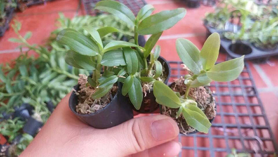 Phi điệp 5ct Hải dương hàng gieo hạt