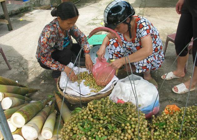 Quả mắc mật rừng Tây bắc 100g khô