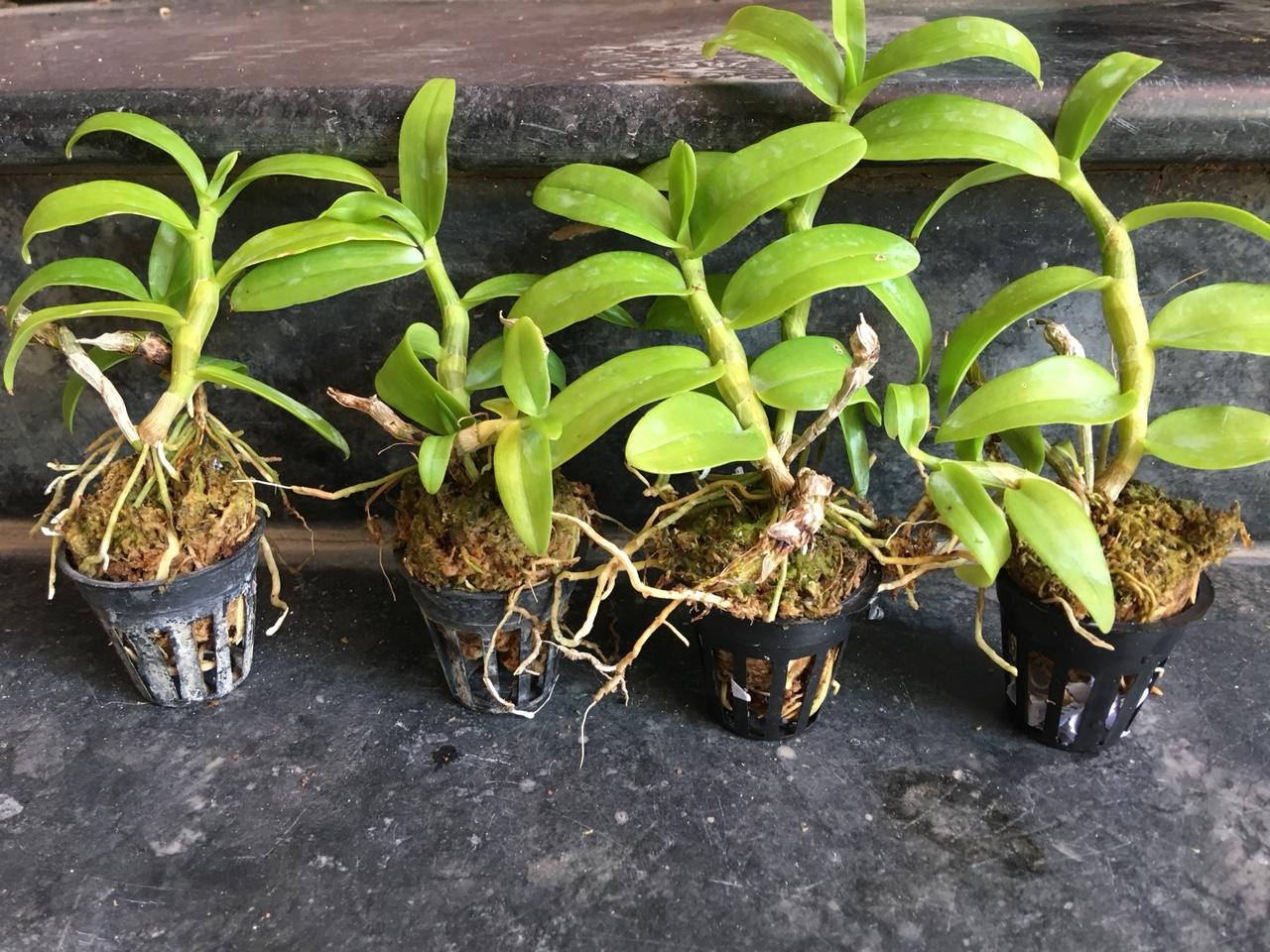 Lan trầm rồng đỏ giống ( Den Nestor)