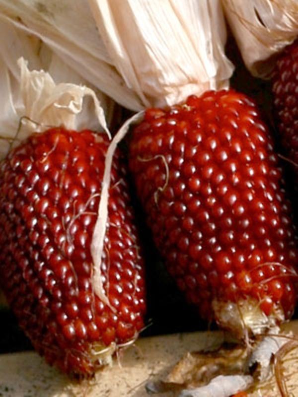 Hạt giống Bắp trái dâu