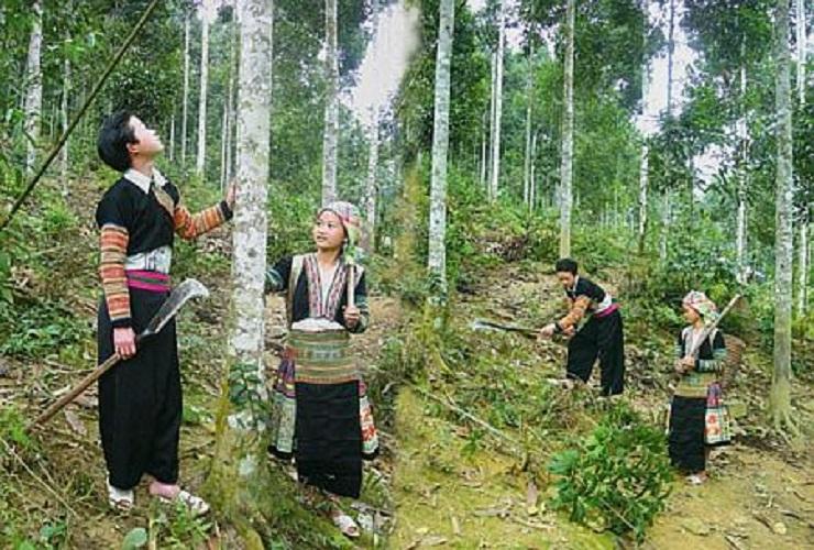 Vỏ quế 1kg khô