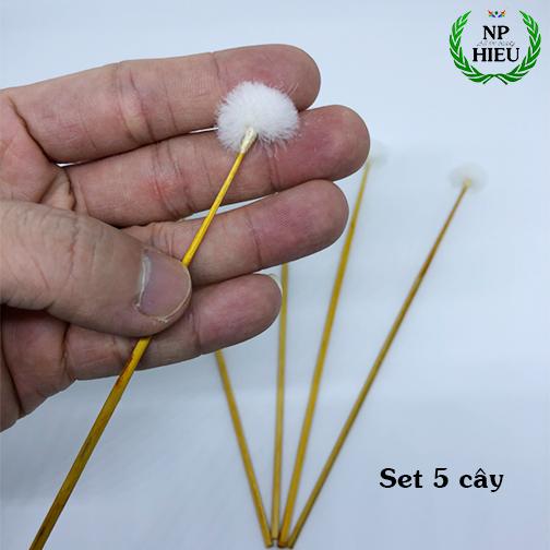 Bông se tai 5 cây