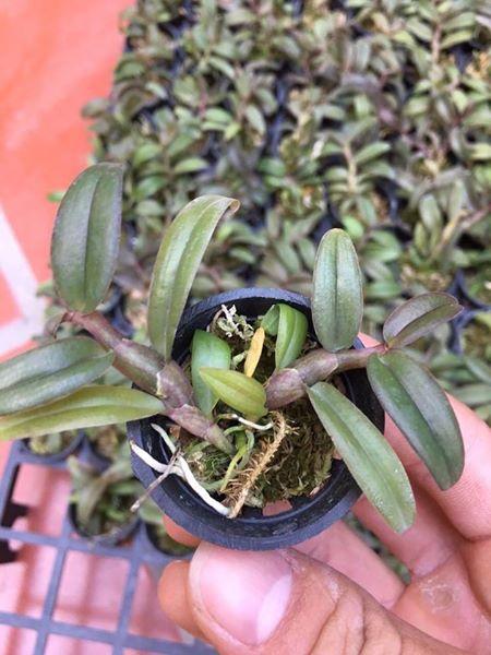 Lan Dã Hạc Châu như Giống