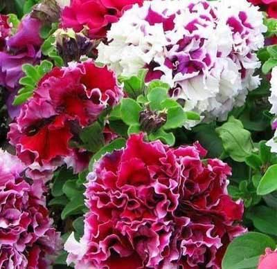 Hạt giống hoa Dạ uyên thảo kép mix F1